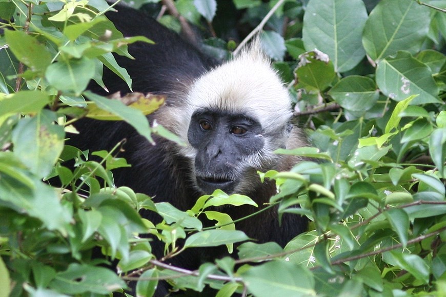 Cat Ba Langur - Endangered primate species Cat Ba Langur - Endangered primate species