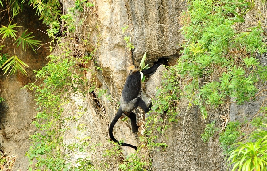 Cat Ba Langur - Endangered primate species Cat Ba Langur - Endangered primate species