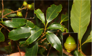 Swiss fund sponsors conservation of Lam Dong’s endemic oak species