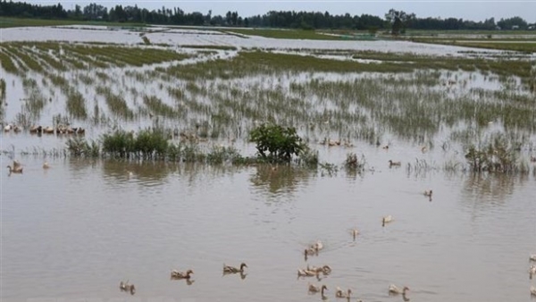 Webinar on sustainable agriculture transformation in Mekong Delta