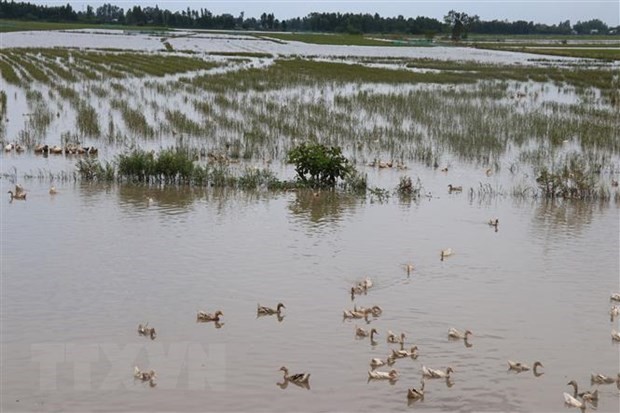 Webinar on sustainable agriculture transformation in Mekong Delta