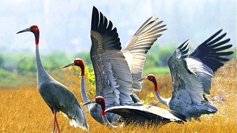 Dong Thap works to conserve red-headed cranes