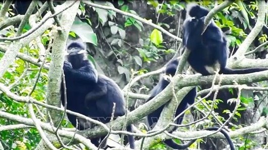 Quang Binh province reviews model for rare primate conservation