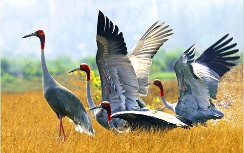 Dong Thap works to conserve red-headed cranes