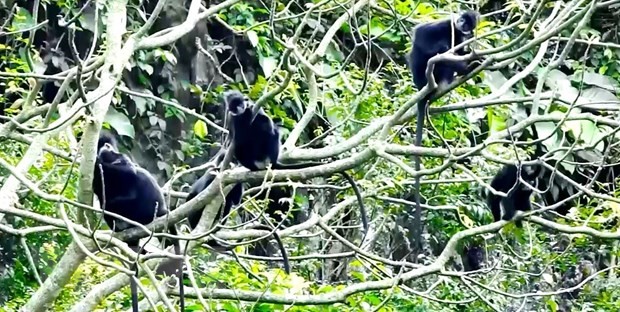 Quang Binh province reviews model for rare primate conservation