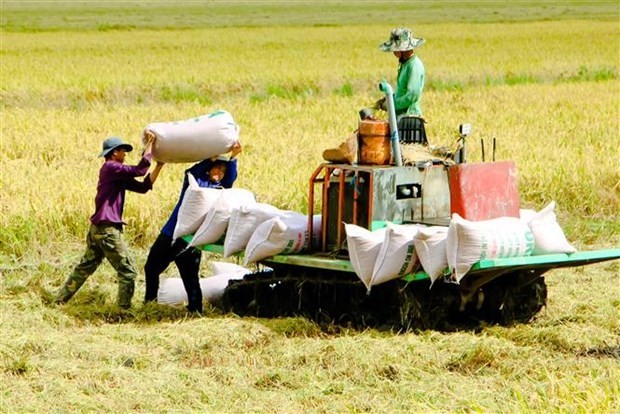 Low-carbon rice production helps Vietnam meet emission target