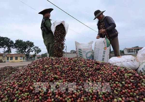 New Zealand remains promising market for Vietnam's exports: Insiders