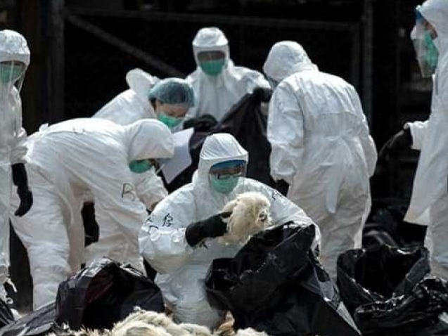 Trung Quốc ghi nhận thêm ca nhiễm cúm gia cầm H7N9