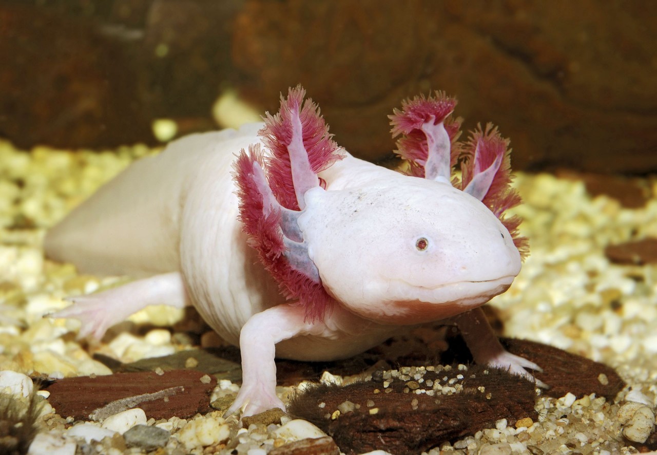 axolotl, hay còn có tên khác là kì giông Mexico hay khủng long 6 sừng, là một biểu tượng của Mexico. (Nguồn: Glow Images)