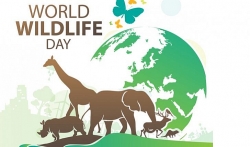Hỏi đáp về Ngày Quốc tế: Có bao nhiêu loài động vật hoang dã trên Trái đất?