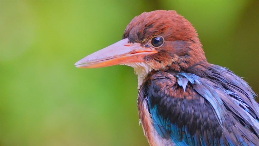 Viet Nam works to preserve vulnerable wildlife amid climate change