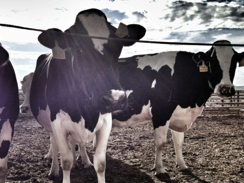 Nhật Bản tạm dừng nhập khẩu bò sữa từ Australia do lo ngại bệnh dịch