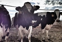 Nhật Bản tạm dừng nhập khẩu bò sữa từ Australia do lo ngại bệnh dịch