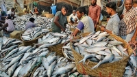 Khi cá hilsa trở thành tâm điểm trong quan hệ Ấn Độ-Bangladesh