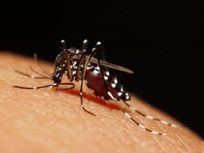 Thế giới đang phải đối mặt với virus Zika