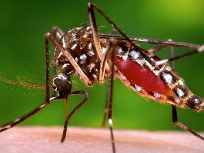 Mối liên hệ giữa virus Zika và hội chứng Guillain-Barré