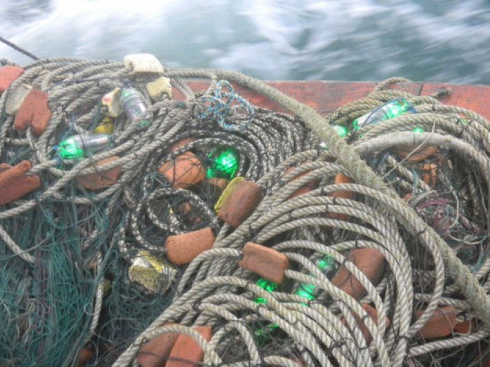 Đèn LED có thể bảo vệ loài rùa biển?