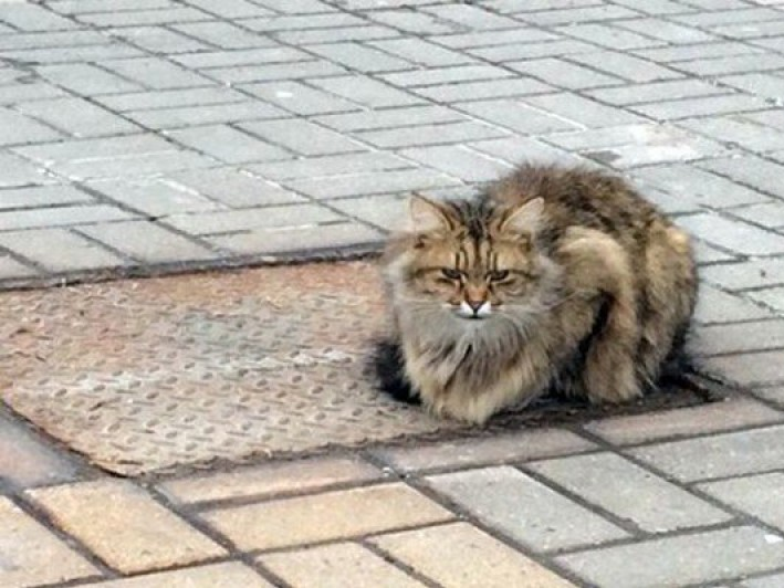 Chú mèo đợi chủ suốt 1 năm sau khi bị bỏ rơi