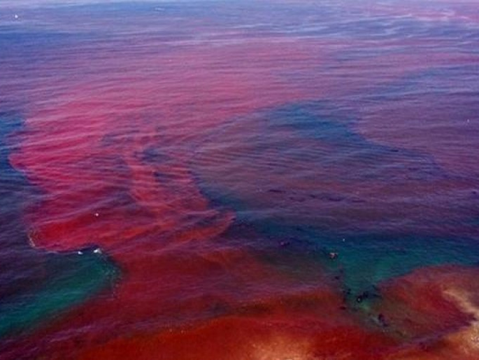 Thủy triều đỏ làm chết hàng tấn ngao ở Chile