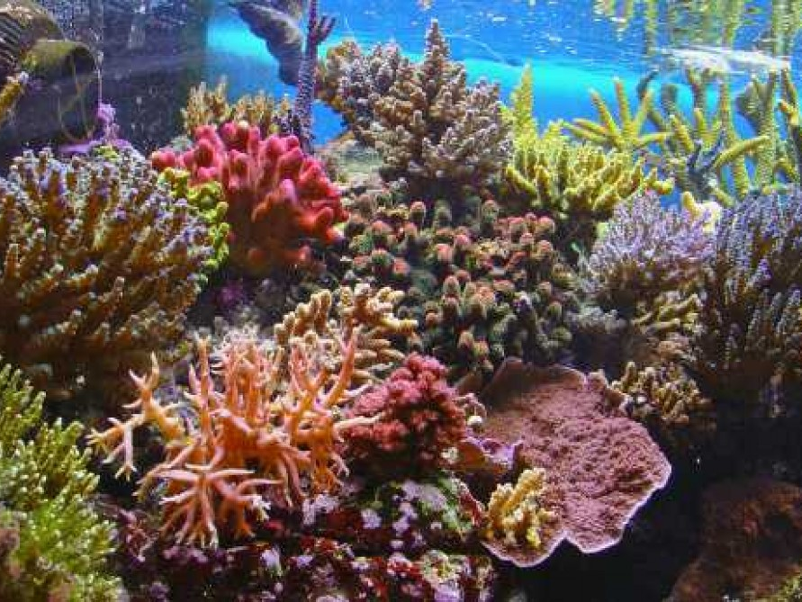 Australia: Rạn san hô nổi tiếng Great Barrier bị "tẩy màu"