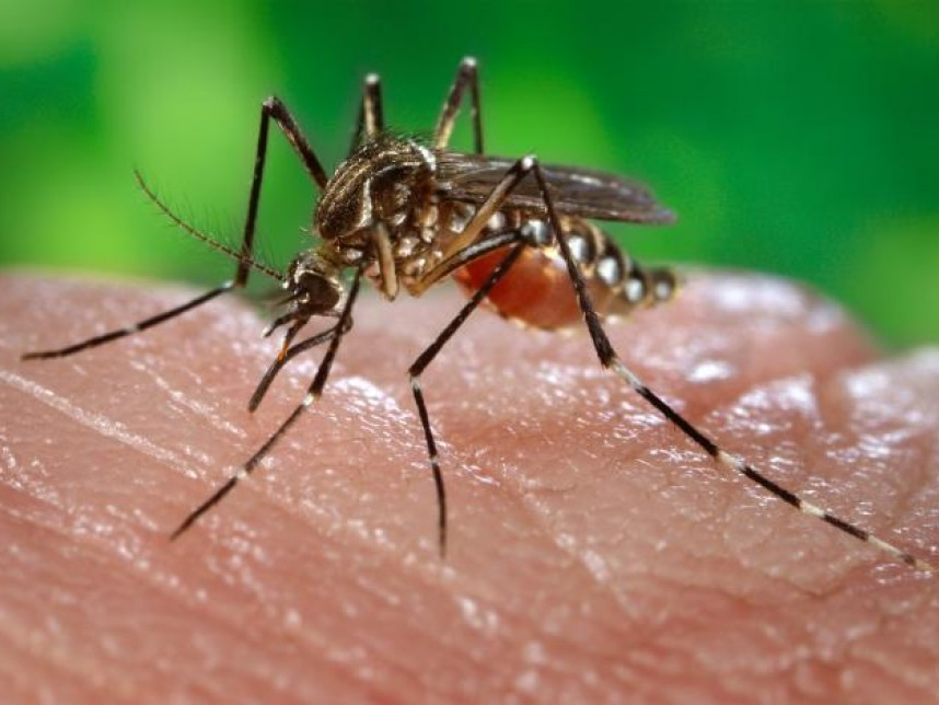 93 triệu người tại châu Mỹ có thể bị lây nhiễm virus Zika