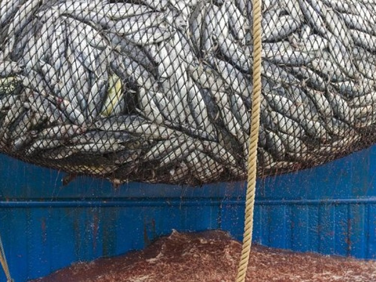 FAO cảnh báo về tình trạng đánh bắt cá bừa bãi trên toàn cầu