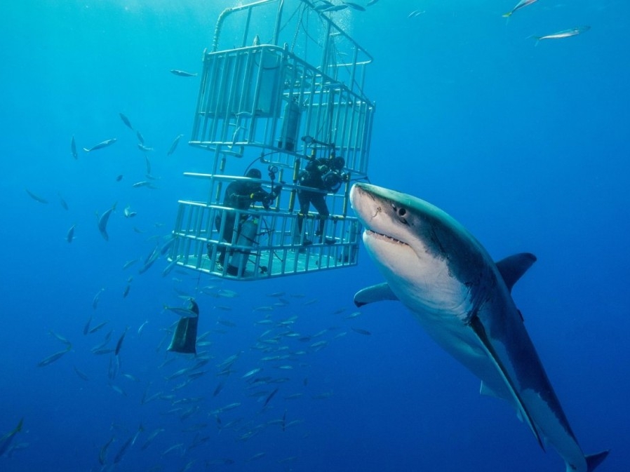 Tìm thấy cá mập trắng lớn nhất thế giới