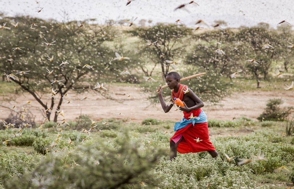 Nạn châu chấu tiêu hủy hoa màu đủ nuôi 2.500 người/năm mỗi lần đáp, Somalia ban bố tình trạng khẩn cấp
