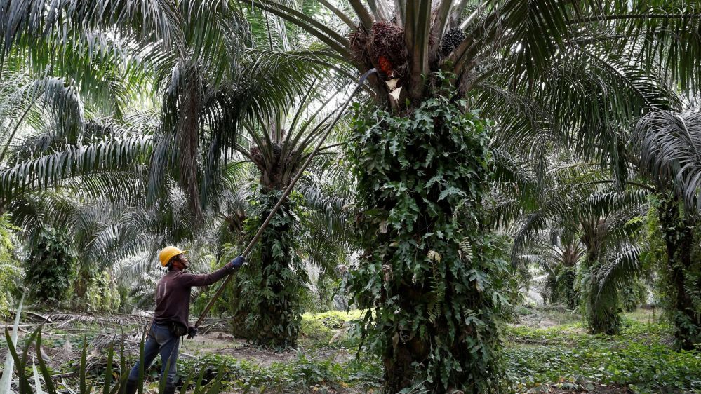 Malaysia lên kế hoạch kiện EU xung quanh tranh cãi về dầu cọ