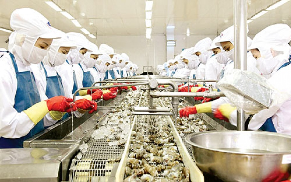 Doanh nghiệp Việt gặp khó vì quy định cấm nhập khẩu tôm của Australia
