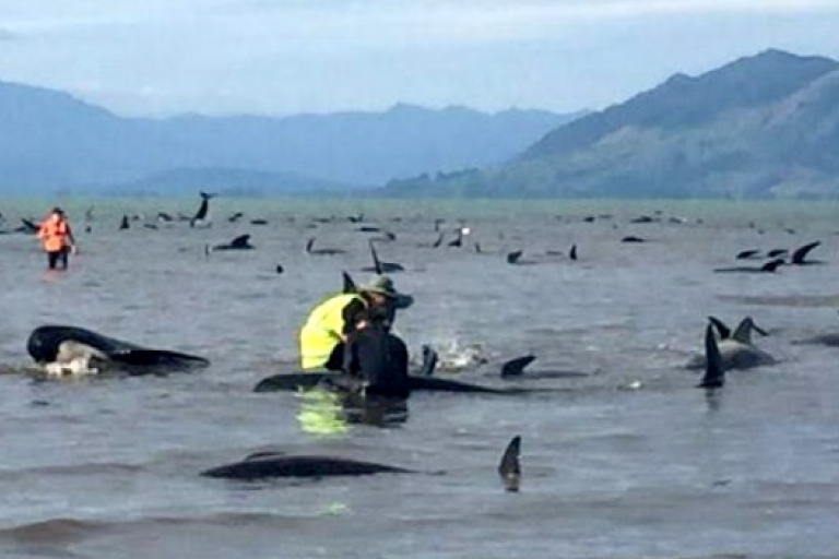 Hàng trăm con cá voi mắc cạn ở bờ biển New Zealand