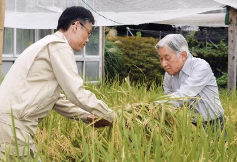 Nhà vua và Hoàng hậu Nhật Bản trồng lúa, nuôi tằm trong Hoàng cung