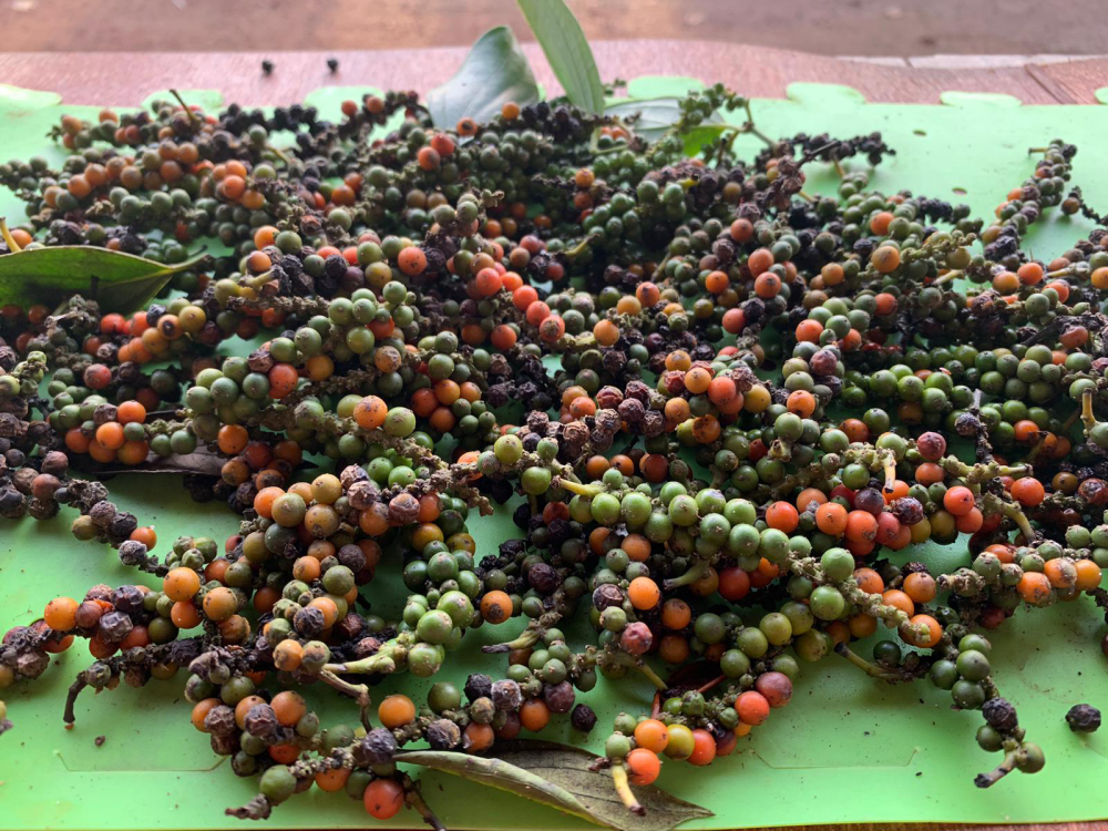 (Nguồn: reNature) (Nguồn: reNature)