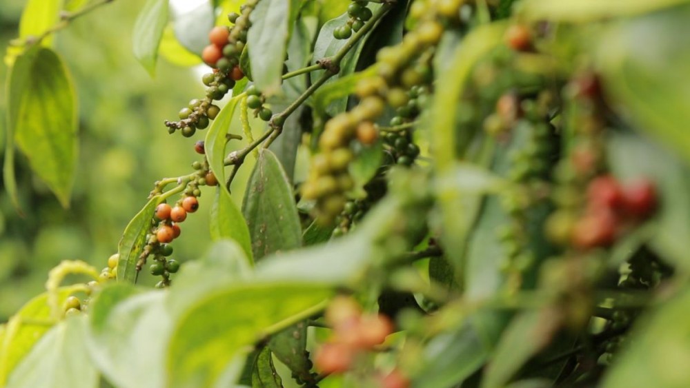 Giá tiêu hôm nay. (Nguồn: Borneo Talk)