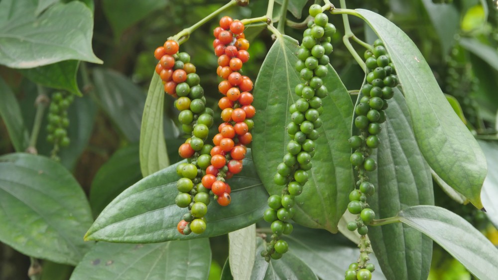 Giá tiêu hôm nay. (Nguồn: herbsnspices.vn)