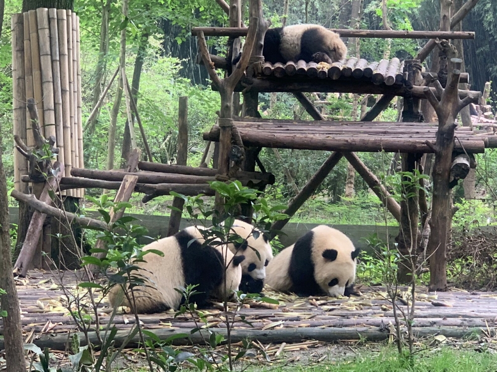 Thông tin về Thành Đô Trung Quốc