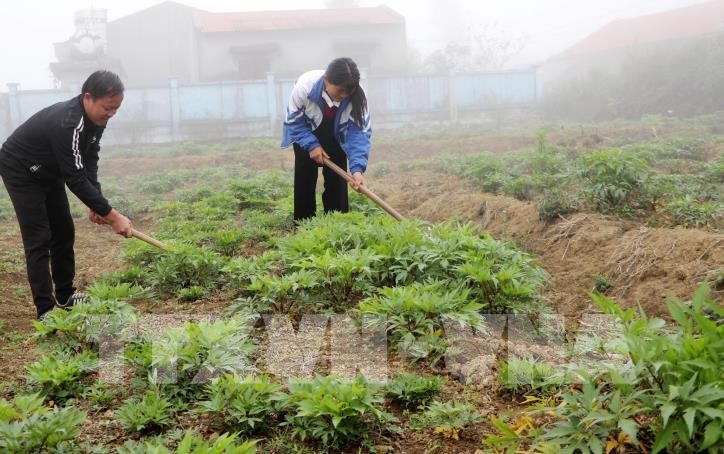 Lai Chau developing cultivation area for medicinal crops