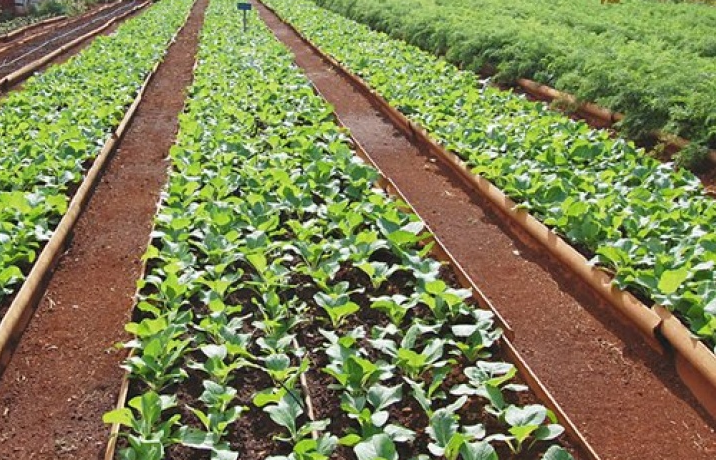 Cuba đẩy mạnh nông nghiệp, hạn chế nhập khẩu lương thực