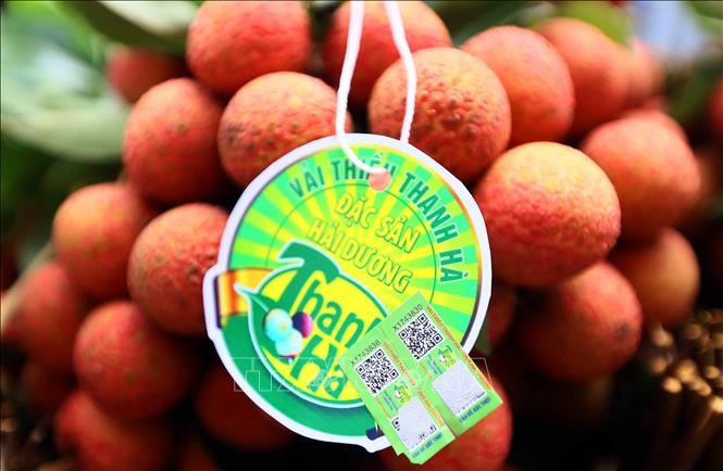Thanh Ha lychee harvest and trade promotion launched in Hai Duong