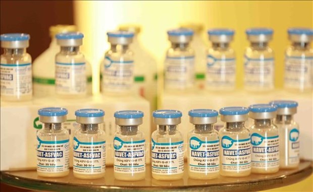 Vietnam has become the first country to successfully produce African swine fever vaccine. (Photo: VNA)