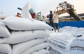 Superior quality rice yields hope for Vietnamese farmers