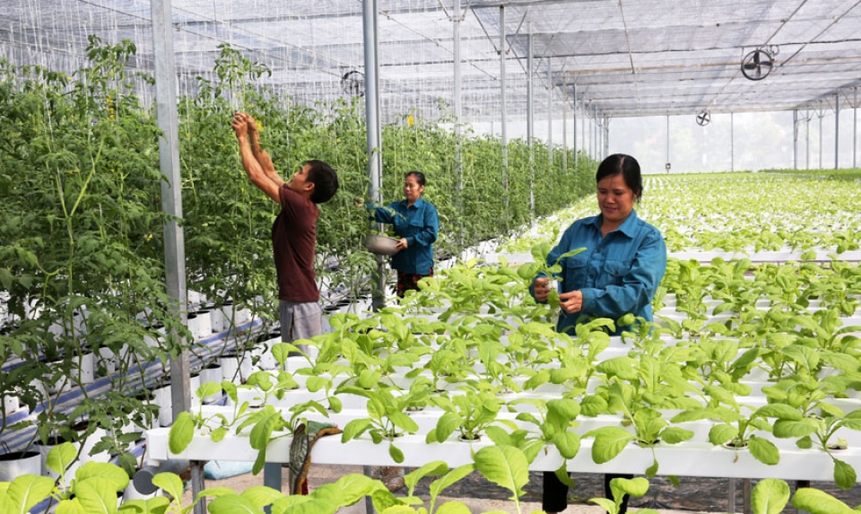 Hà Nội sau 10 năm mở rộng: Thu nhập bình quân của nông dân tăng 3 lần