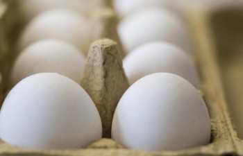 EU sẽ xem xét vụ bê bối trứng gà "bẩn" vào đầu tháng 9