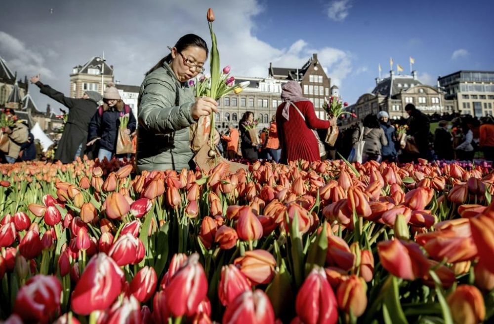 1735-tulips-from-amsterdam-are-shipped-all-over-the