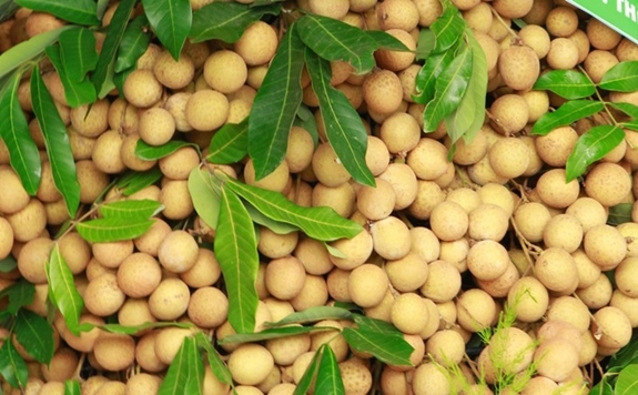 Hai Duong begins harvesting longan for export