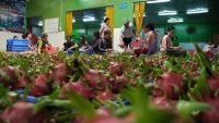 Nông nghiệp Việt Nam dồn dập báo tin kỷ lục