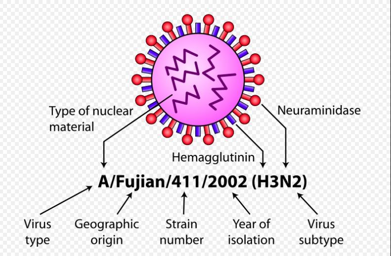 bu-ng-pha-t-dich-hon-570-nguoi-nhiem-virus-cum-a-h3n2-ta-i-campuchia