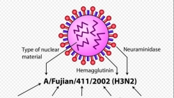 Bùng phát dịch virus cúm A, hơn 570 người nhiễm H3N2 tại Campuchia