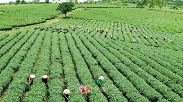 Green agriculture: Vietnam’s efforts to reduce carbon footprint