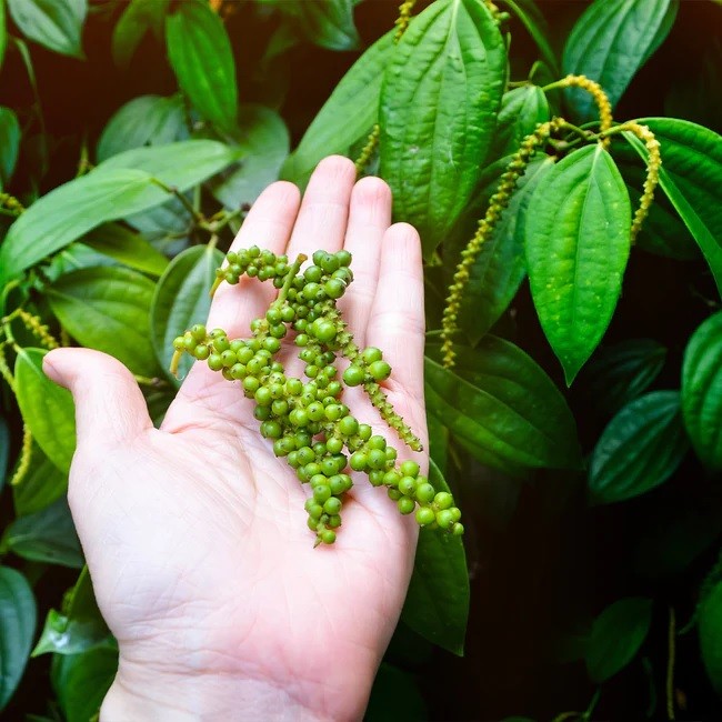 Giá tiêu hôm nay 3/10. (Nguồn: Black Pepper Plant)